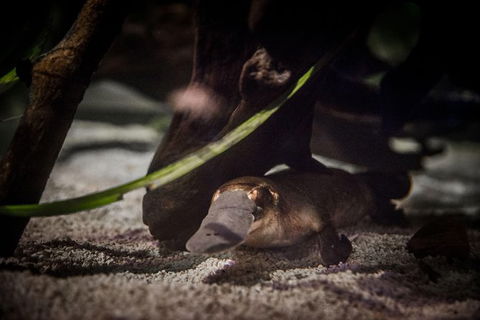 Sydney Shore Excursion: WILD LIFE Sydney Entrance Ticket - Tourism Bookings 4