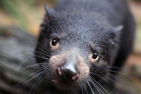 Sydney Shore Excursion: WILD LIFE Sydney Entrance Ticket - Tourism Bookings 5