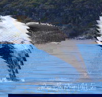 Whale Watching Jervis Bay - Events Australia