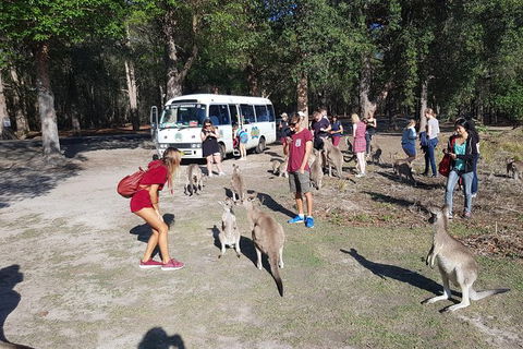 Port Stephens Beach Day Trip From Sydney Including Barbecue Lunch - Events Australia 1