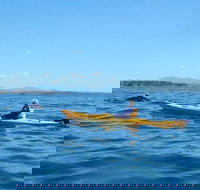 Whale Watching by Sea Kayak in Batemans Bay - Events Australia