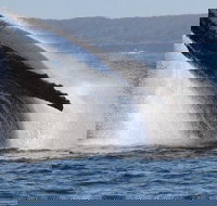 Jervis Bay Whale Watching Tour - Events Australia