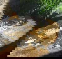 Armadale Reptile Centre - Events Australia