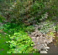 Brindle Creek Walking Track - Events Australia