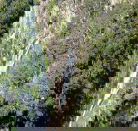 Carrai National Park - Events Australia