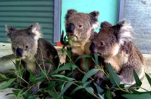 Cohunu Koala Park - Events Australia 0