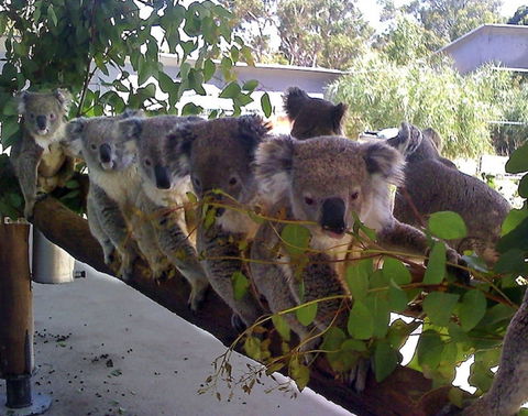 Cohunu Koala Park - Events Australia 1