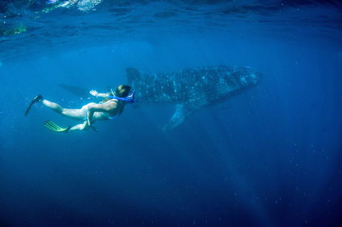 Coral Coast Wildlife - Events Australia 0