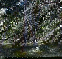 Green's Bush Long Circuit Walk - Events Australia