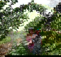 Harben Vale Pick Your Own Cherries - Accommodation Europe