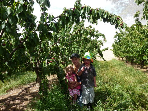 Harben Vale Pick Your Own Cherries - Accommodation Europe 0