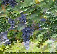 Luskintyre - Events Australia