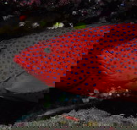 Maori Wrasse Bommie Dive Site - Events Australia