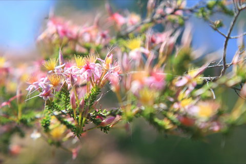 Moonie - Events Australia 2