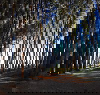 Mountain Bike Trails Tumbarumba - Events Australia