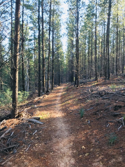 Mountain Bike Trails Tumbarumba - Events Australia 1