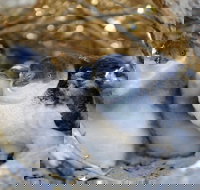 Penguin Island - Events Australia