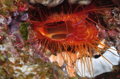 Pixie Pinnacle Dive Site - Events Australia 0