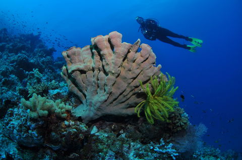 Pixie Pinnacle Dive Site - Events Australia 1