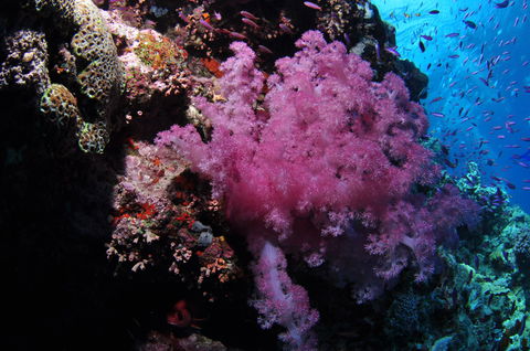 Pixie Pinnacle Dive Site - Events Australia 2