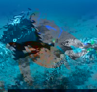 Second Reef Dive Site - Events Australia