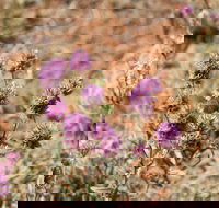 Walpa Gorge walk - Events Australia