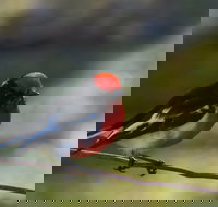 Weddin Bird Trails - Tourism Bookings