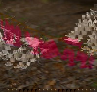 Belgrave - Events Australia