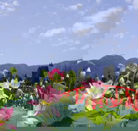 Blue Lotus Water Garden - Events Australia