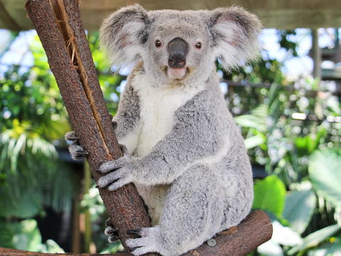 Cairns ZOOM And Wildlife Dome - Events Australia 2