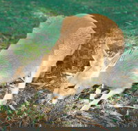 Caversham - Events Australia