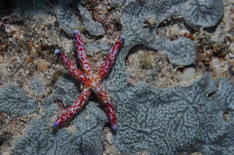 Clam Gardens Dive Site - Events Australia 0