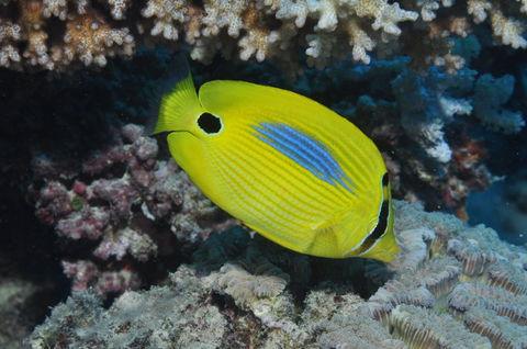 Clam Gardens Dive Site - Events Australia 1