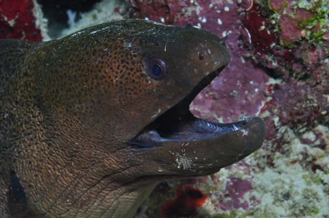 Clam Gardens Dive Site - Events Australia 2