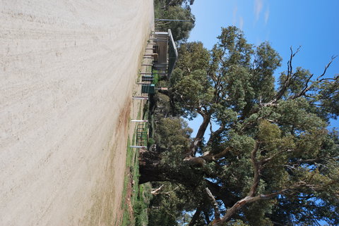 Giant Gum Tree - Events Australia 1