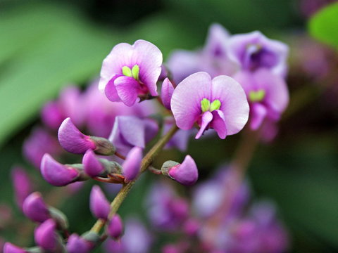 Inverawe Native Gardens - Events Australia 2