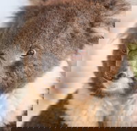 Kyabram Fauna Park - Events Australia