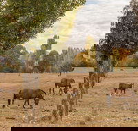 Lemington - Events Australia