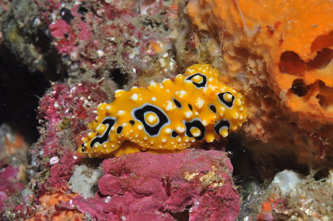 Magic Mountain Dive Site - Events Australia 0