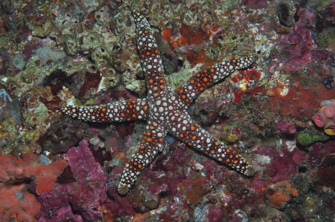 Magic Mountain Dive Site - Events Australia 1