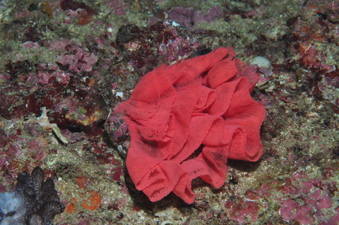 Magic Mountain Dive Site - Events Australia 2