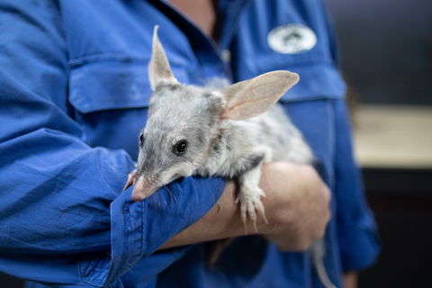 Matilda Way - Events Australia 2