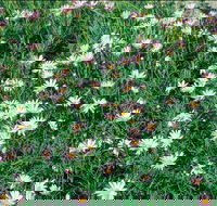 Milton - Events Australia