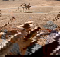Monarto Safari Park - Events Australia