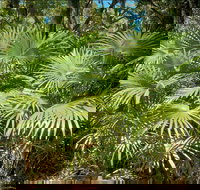 Mungo Rainforest Walk - Events Australia