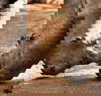 National Zoo  Aquarium - Events Australia