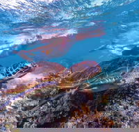 Ningaloo Marine Park - Events Australia