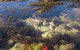 Point Danger Marine Sanctuary - thumb 1