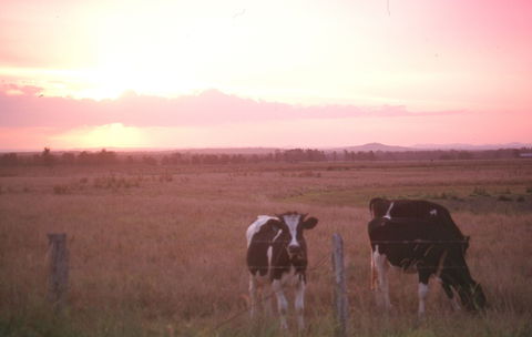 Pyree - Events Australia 0