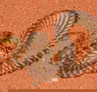 Red Desert Reptiles - Events Australia